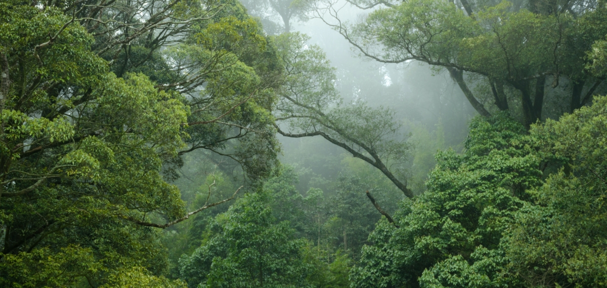 Amazonas regnskog