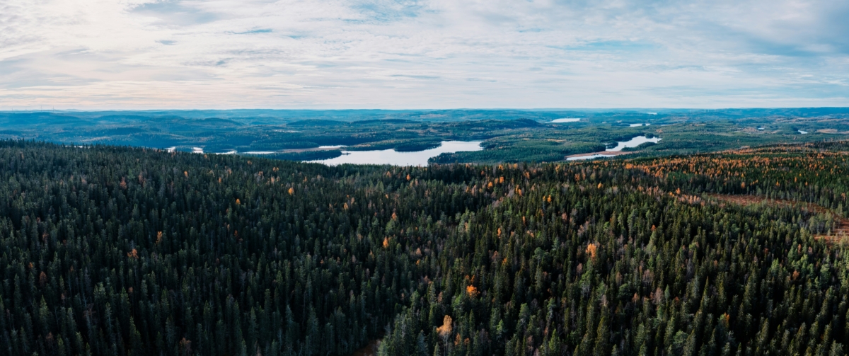 Skogen