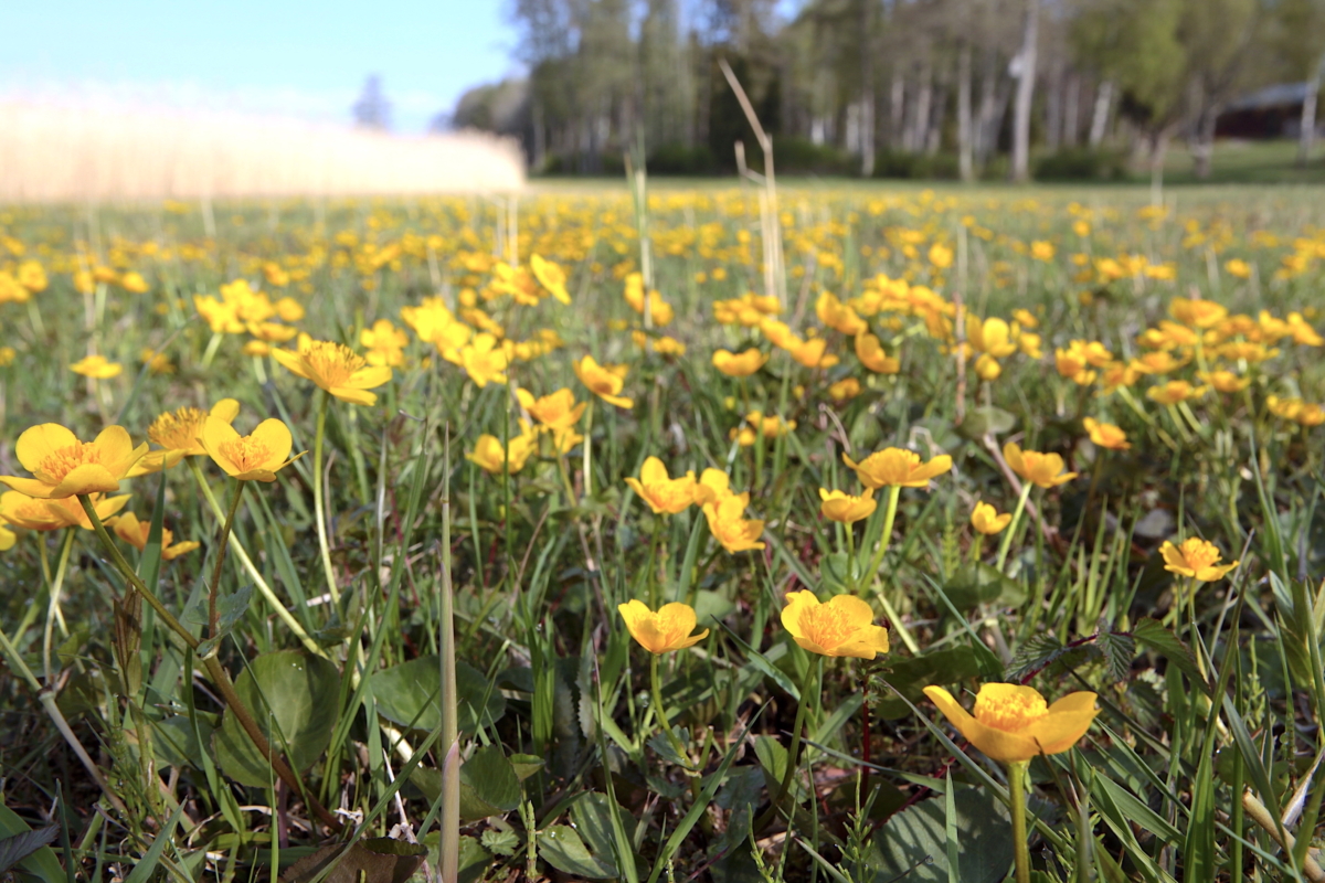 Krönika: I skogens famn vaggas gröna gnistor